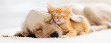 cão e gato dormem encostados um ao outro