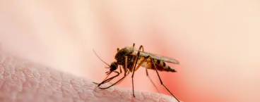 mosquito a picar a pele