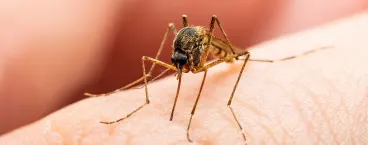 mosquito pousado em cima de braço de pessoa