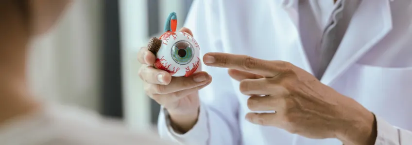 oftalmologista com modelo anatómico de olho