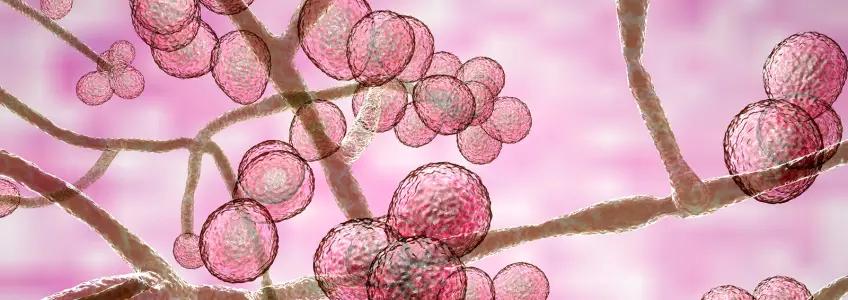 Fungo Candida