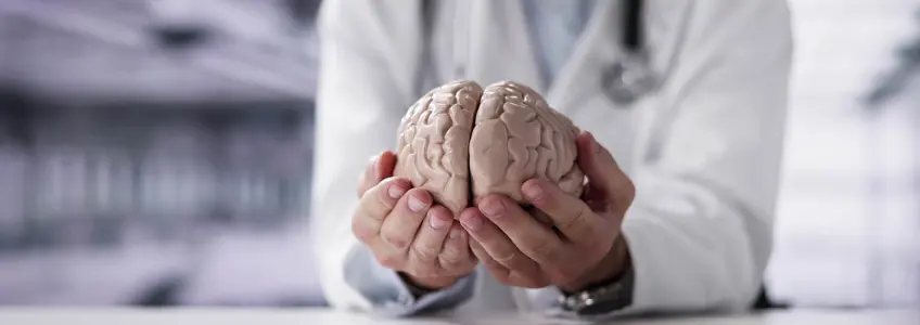 médico segura modelo anatómico do cérebro