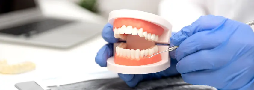 dentista segura modelo anatómico dentário