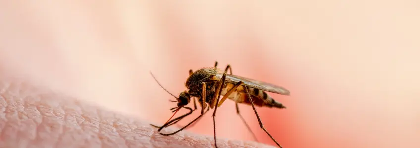 mosquito a picar a pele