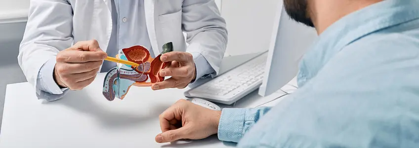 médico segura modelo anatómico do sistema reprodutor masculino